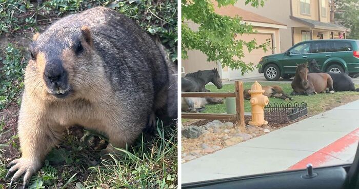 58 Wild And Wholesome Animal Encounters That Took People By Surprise