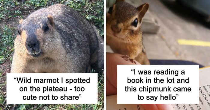 58 Wild And Wholesome Animal Encounters That Took People By Surprise