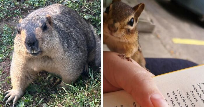 58 Wild And Wholesome Animal Encounters That Took People By Surprise