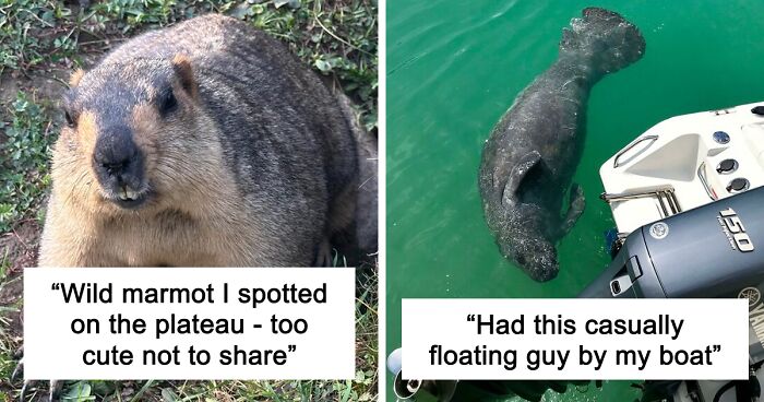 58 Wild And Wholesome Animal Encounters That Took People By Surprise