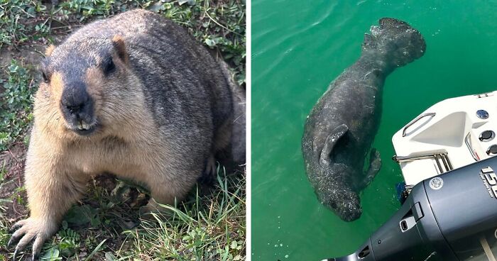 58 Wild And Wholesome Animal Encounters That Took People By Surprise