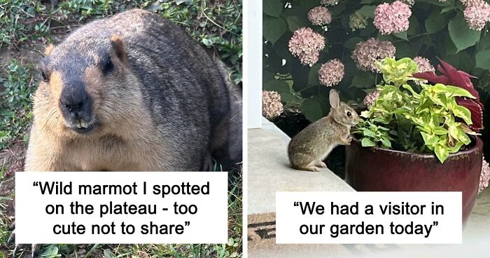 58 Wild And Wholesome Animal Encounters That Took People By Surprise