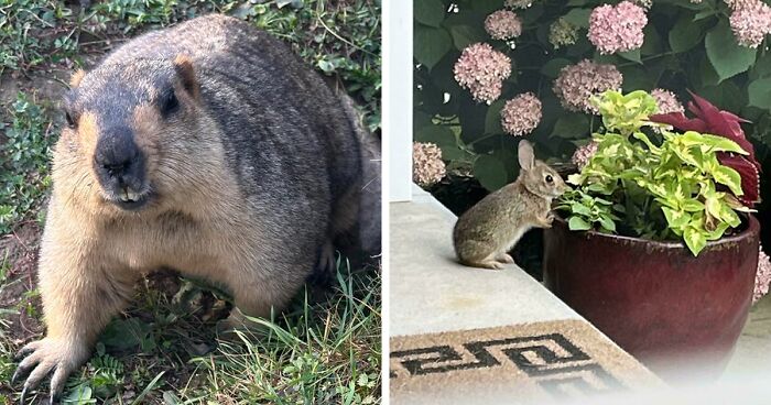 58 Wild And Wholesome Animal Encounters That Took People By Surprise