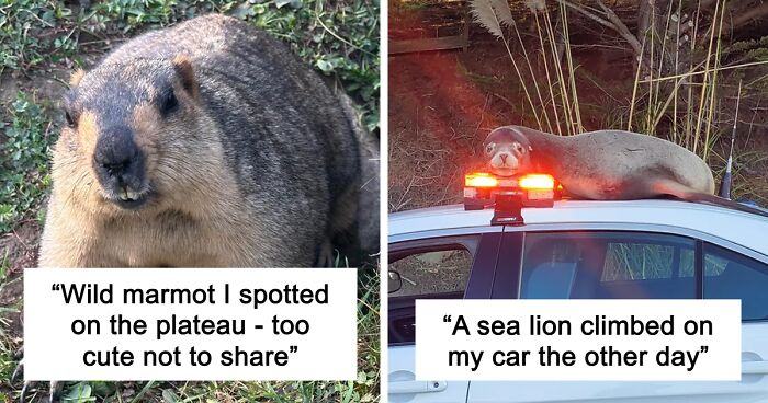58 Wild And Wholesome Animal Encounters That Took People By Surprise