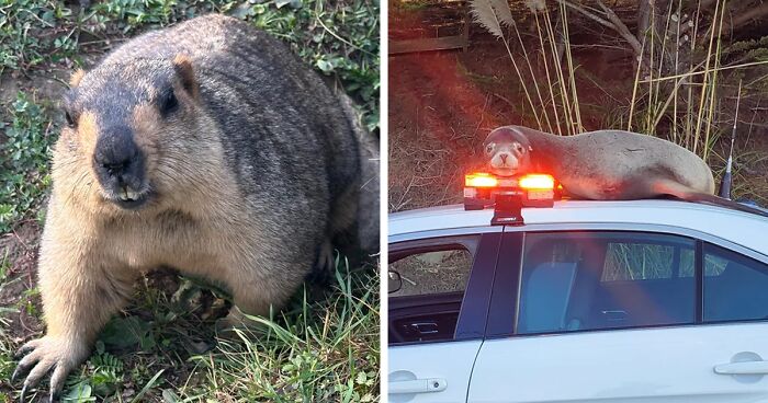 58 Wild And Wholesome Animal Encounters That Took People By Surprise