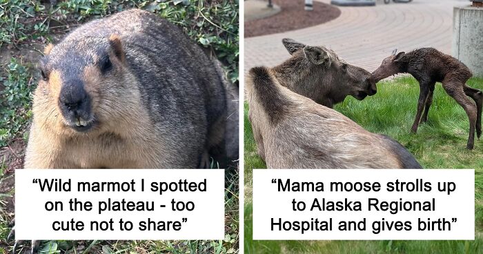 58 Wild And Wholesome Animal Encounters That Took People By Surprise