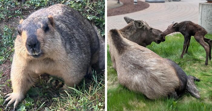 58 Wild And Wholesome Animal Encounters That Took People By Surprise