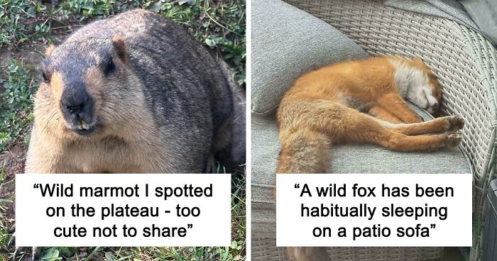 58 Wild And Wholesome Animal Encounters That Took People By Surprise