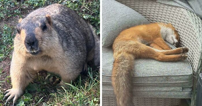 58 Wild And Wholesome Animal Encounters That Took People By Surprise