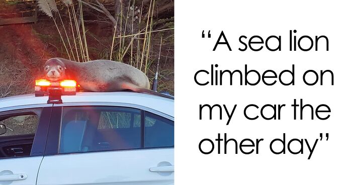 58 Wild And Wholesome Animal Encounters That Took People By Surprise