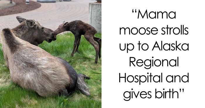 58 Wild And Wholesome Animal Encounters That Took People By Surprise