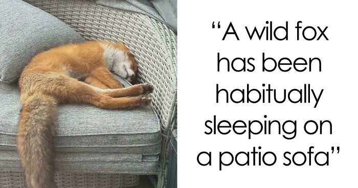 58 Wild And Wholesome Animal Encounters That Took People By Surprise