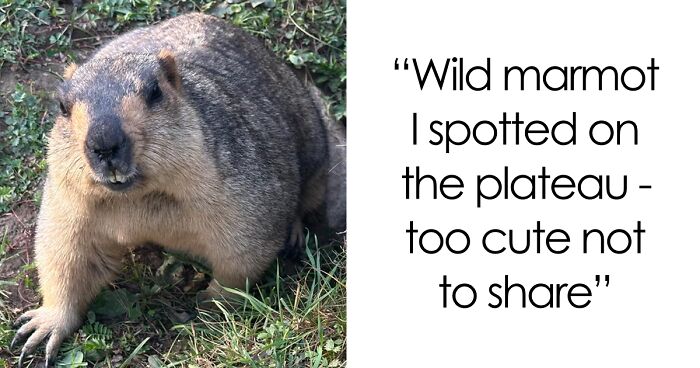 58 Wild And Wholesome Animal Encounters That Took People By Surprise