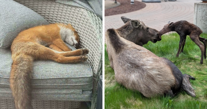 58 Wild And Wholesome Animal Encounters That Took People By Surprise