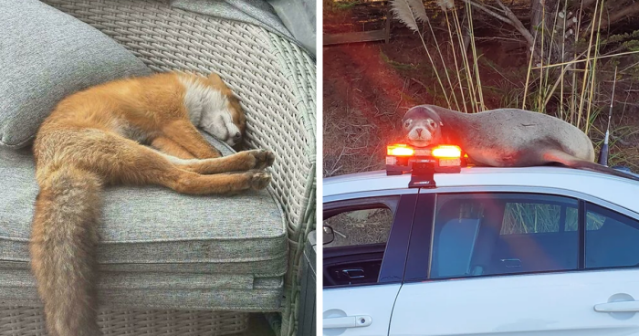 58 Wild And Wholesome Animal Encounters That Took People By Surprise