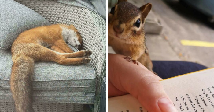 58 Wild And Wholesome Animal Encounters That Took People By Surprise