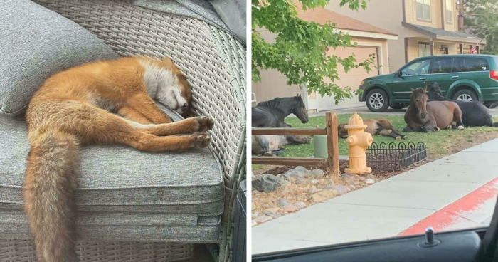 58 Wild And Wholesome Animal Encounters That Took People By Surprise