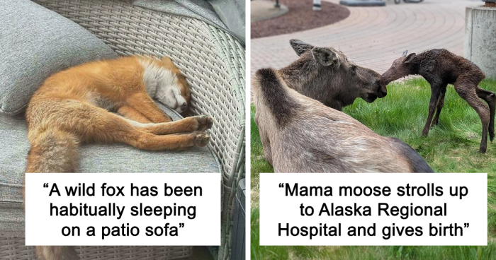 58 Wild And Wholesome Animal Encounters That Took People By Surprise