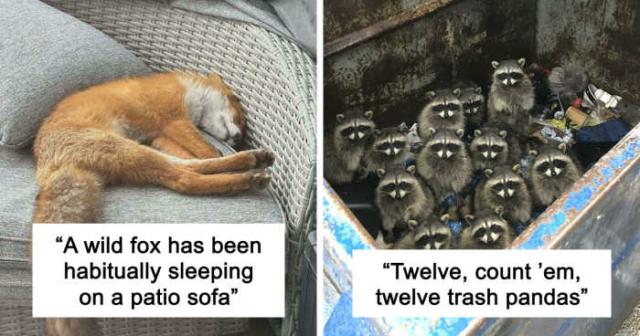 58 Wild And Wholesome Animal Encounters That Took People By Surprise