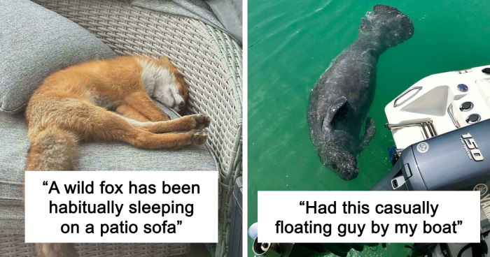 58 Wild And Wholesome Animal Encounters That Took People By Surprise