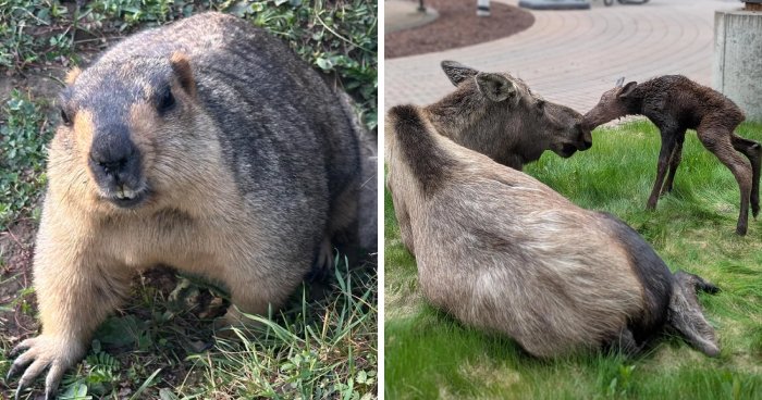 58 Wild And Wholesome Animal Encounters That Took People By Surprise