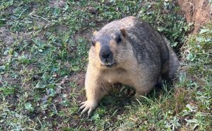 58 Unexpected Wild Animal Encounters That Completely Caught People Off Guard