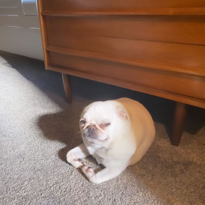 Unhinged pet pug sitting on carpet under wooden furniture with a mischievous, chaotic expression in sunlight.