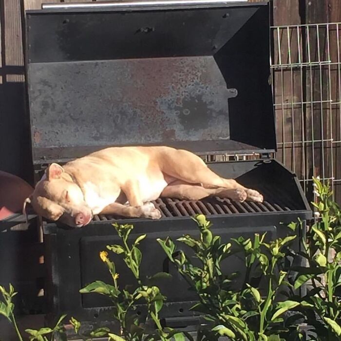 Light brown dog sleeping on an outdoor grill, showing unhinged pet behavior in a chaotic and adorable moment.