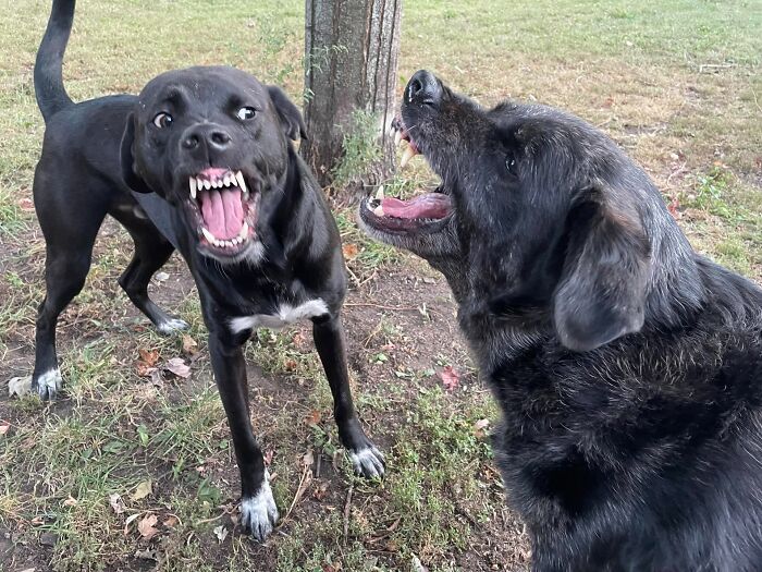Two unhinged pets, black dogs outdoors showing chaotic and wild expressions during playful or aggressive moment.