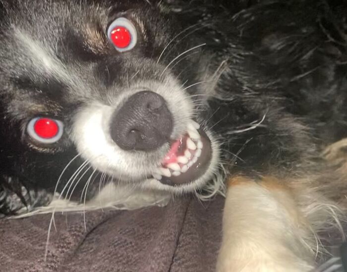Close-up of an unhinged pet dog showing teeth with glowing red eyes, capturing absolute chaos energy.