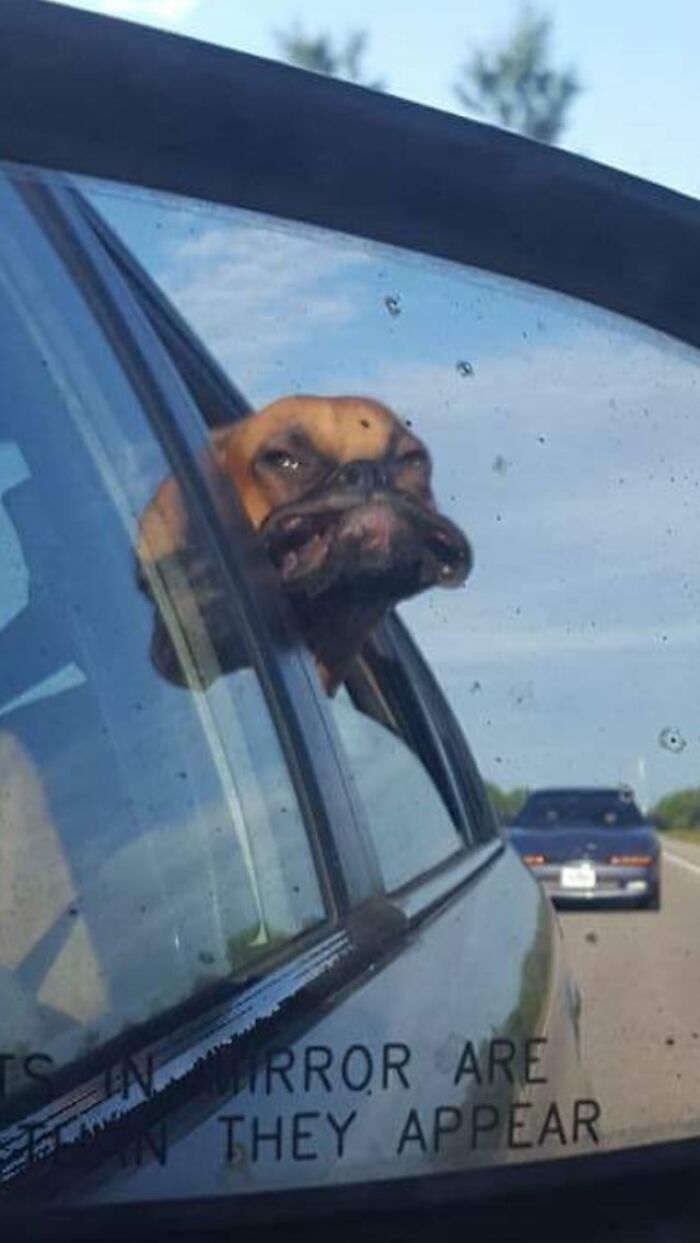 Dog with a distorted face pressed against a car window, showcasing one of the unhinged pets causing chaos.