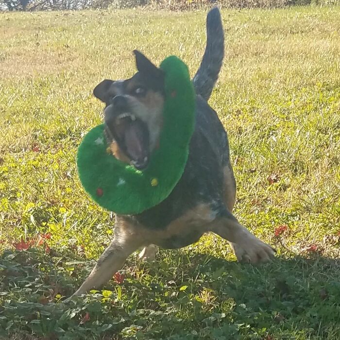 Unhinged pet dog caught mid-motion with a green toy around its neck, showcasing chaotic and wild energy outdoors.