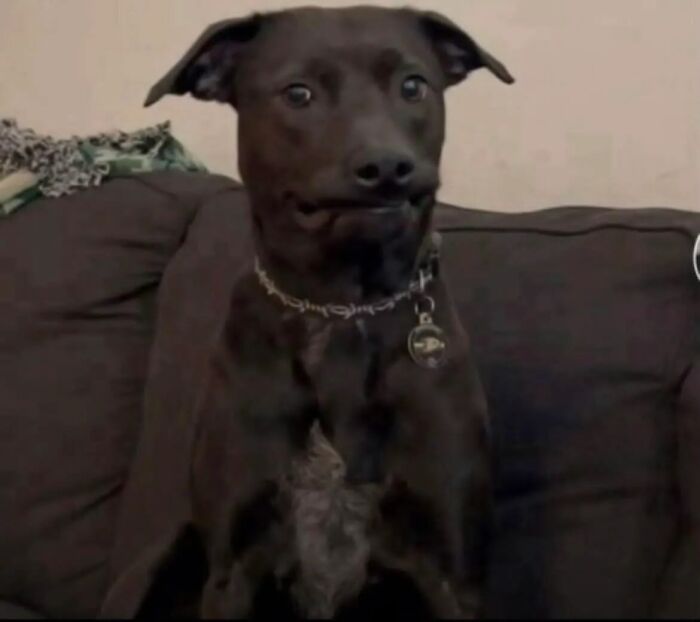 Black dog with a quirky expression sitting on a couch, one of the unhinged pets showing absolute chaos that day.