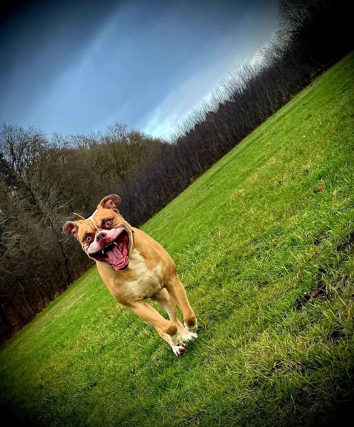 Energetic unhinged dog running joyfully on a grassy field, capturing the essence of adorable pets choosing chaos.