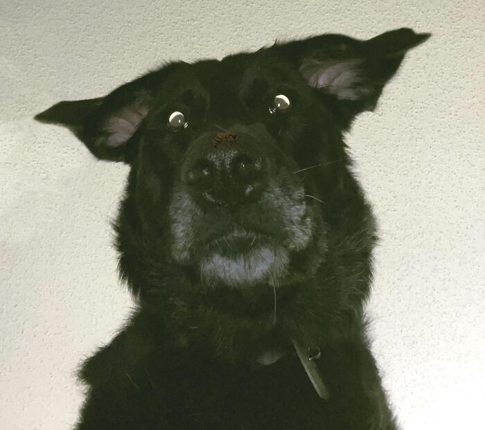 Close-up of an unhinged black dog with wide eyes, captured in a chaotic and adorable moment indoors.