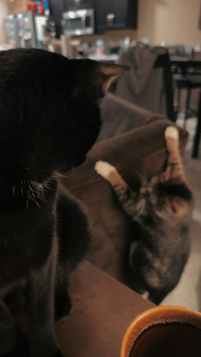 Two unhinged pets, a black cat watching a playful tabby creating chaos on a couch in a cozy home setting.