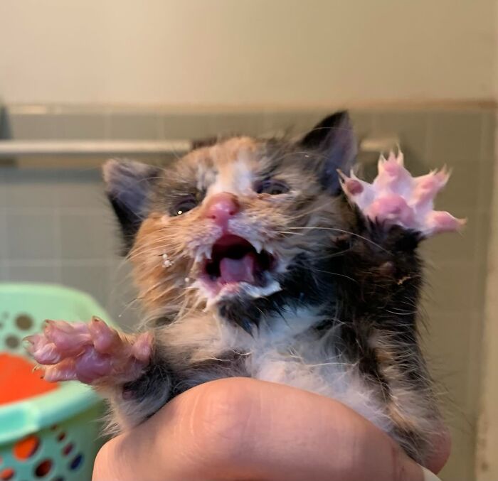Unhinged pet kitten with fur messy and mouth open, showing chaotic energy and wild expression in a close-up shot.