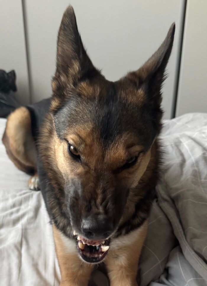 German shepherd dog with snarling expression lying on a bed, showing unhinged pet chaos energy.