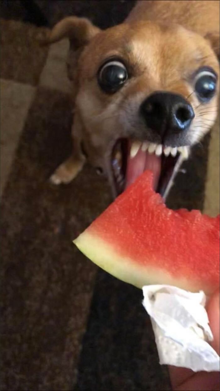 Small unhinged dog with wide eyes biting aggressively into a slice of juicy red watermelon in chaotic pet moment.