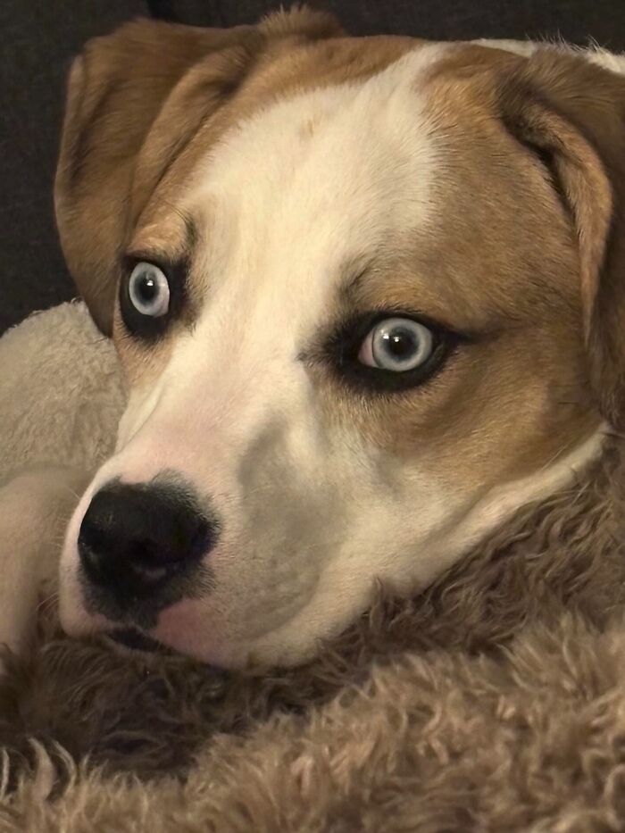 Close-up of an unhinged pet dog with wide eyes resting on a soft, fuzzy blanket showcasing chaotic energy.