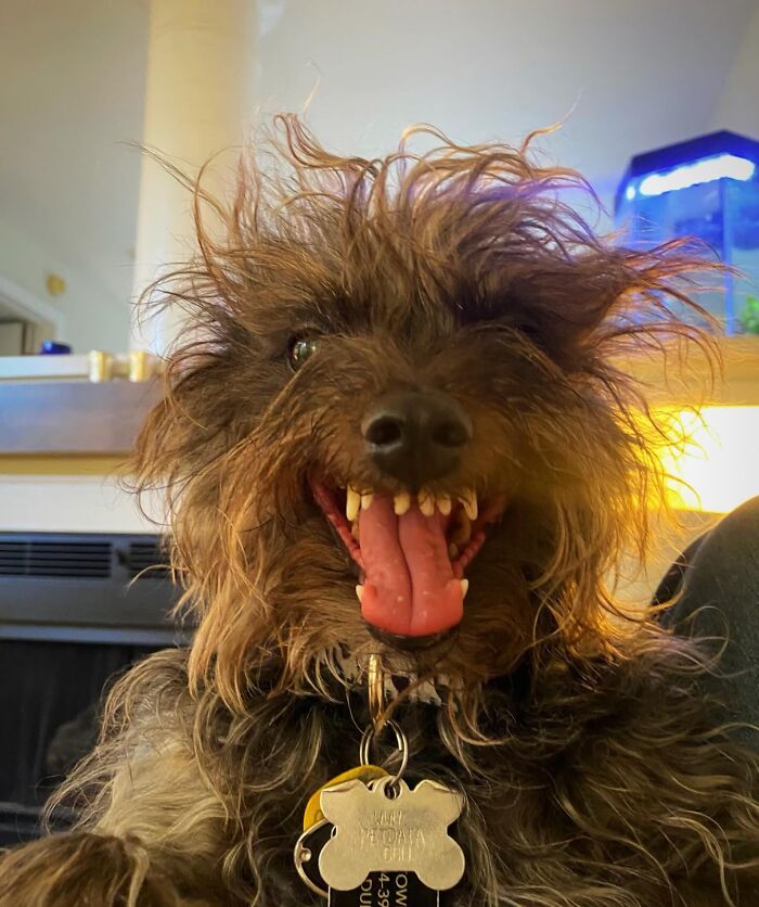 Unhinged pet dog with wild messy fur and tongue out, showcasing absolute chaos and playful energy indoors.