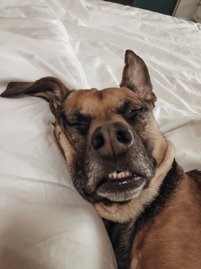 Sleepy dog making a funny face on a white bed, showing adorable unhinged pet chaos vibes.