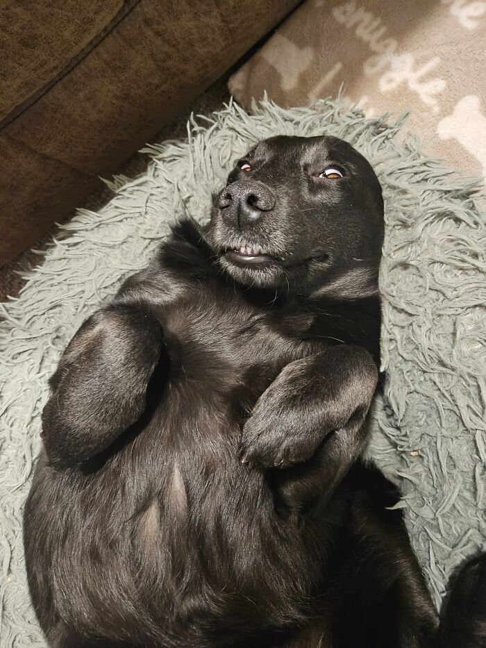 Black dog lying on a fluffy gray rug with an unhinged, chaotic expression, showcasing adorable pet chaos energy.