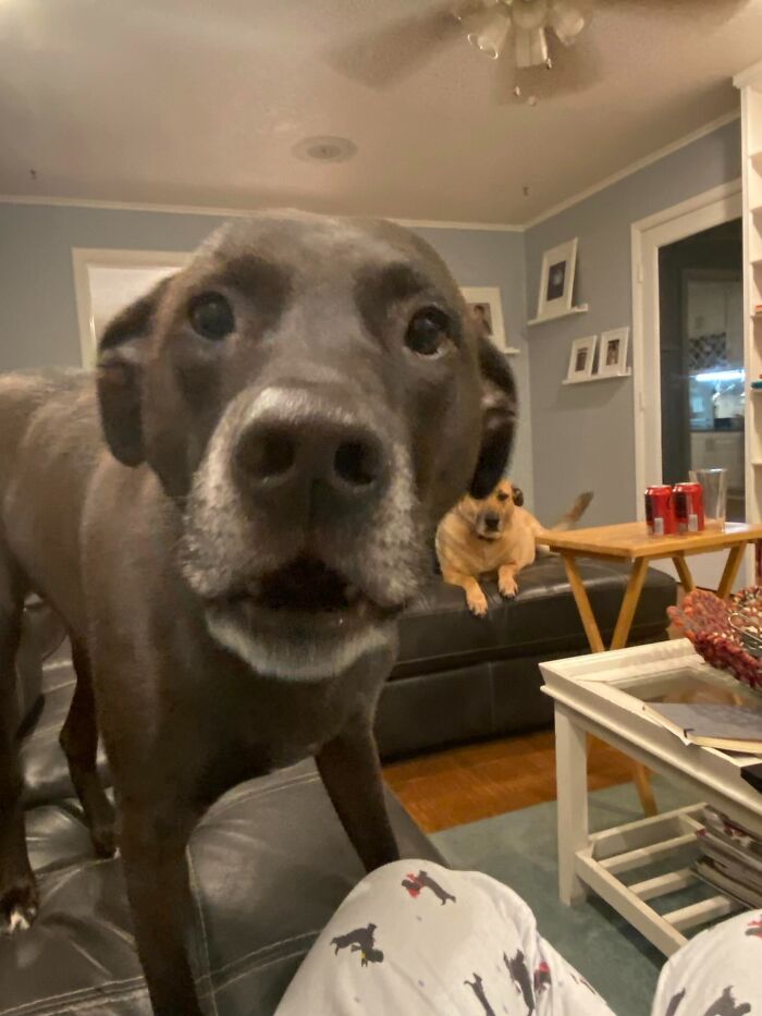 Close-up of an unhinged pet dog on a couch with another dog lounging in the background, showing chaotic pet behavior.
