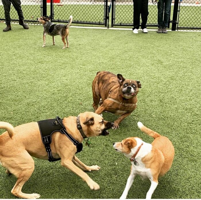 Three unhinged pets play and chase each other energetically on grass, showing chaotic and playful behavior in a fenced area.