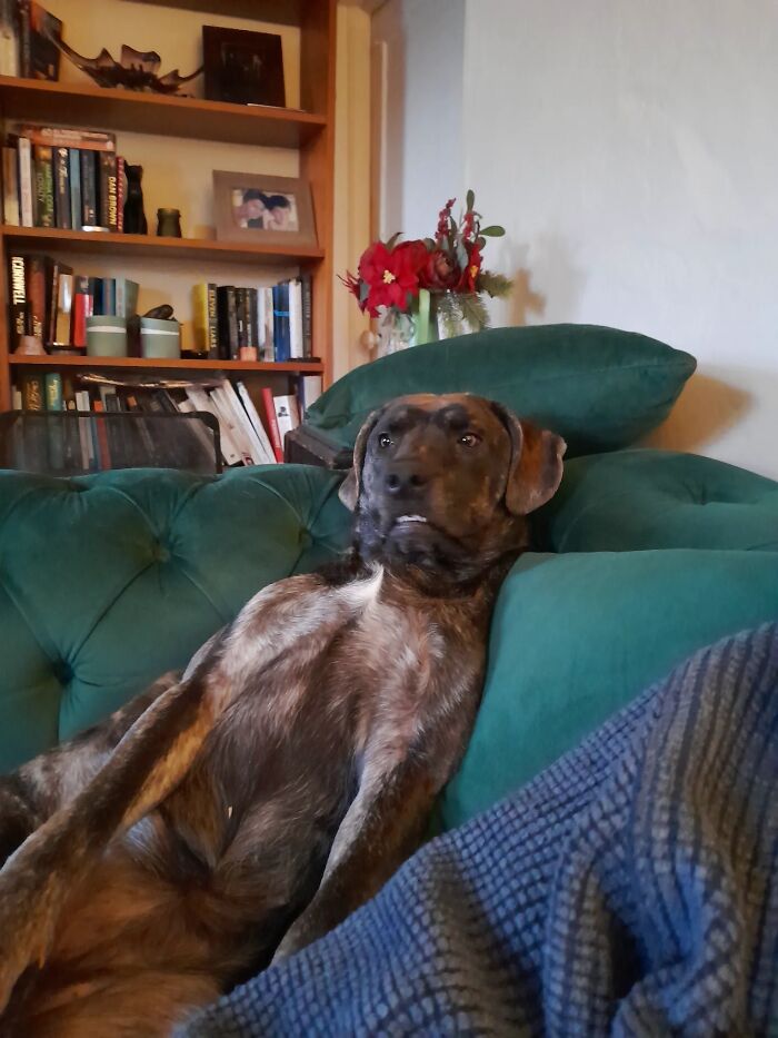 Brindle dog lounging unhinged on a green couch in a cozy living room with books and flowers in the background.