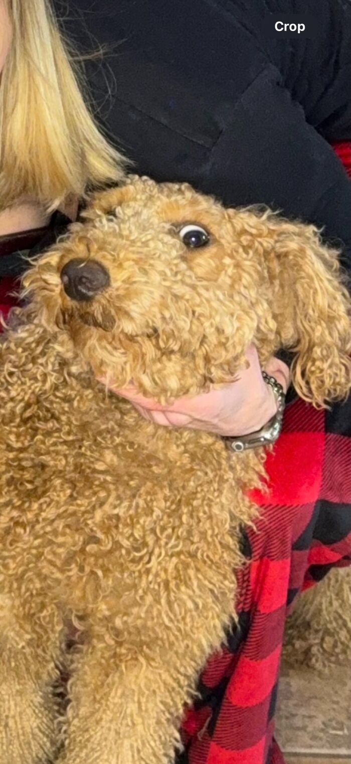 Curly-haired dog with wide eyes held by person in red and black checkered pants showing unhinged pet chaos expression.