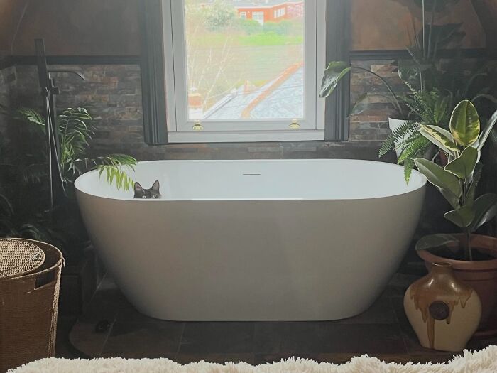 Cat peeking out from inside a modern bathroom bathtub surrounded by plants, showcasing adorable unhinged pets chaos.