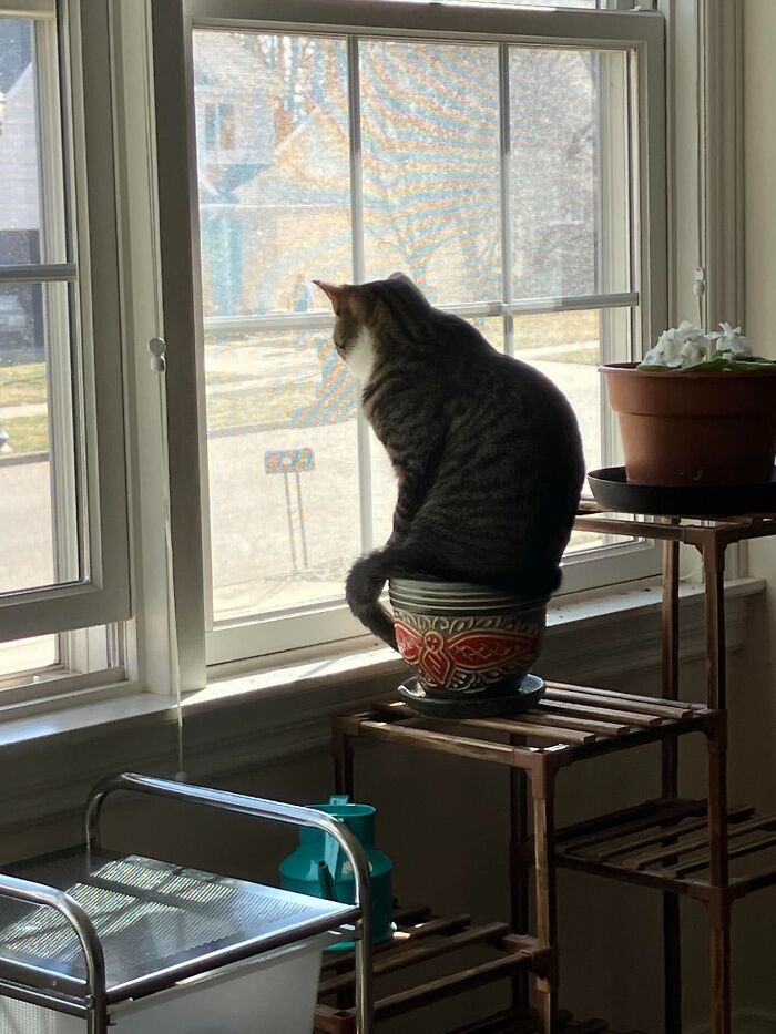 Tabby cat sitting inside a decorative plant pot by the window, one of the unhinged pets causing adorable chaos.