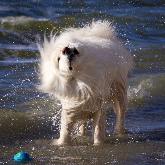 White dog shaking off water in a lake, captured in an adorable unhinged pet moment full of chaotic energy.